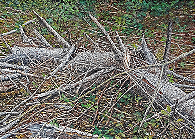 Wald, 2022